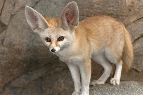 Fennec fox .